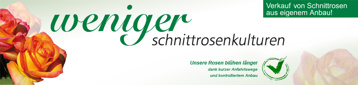 Rosen Weniger Schnittrosenkulturen